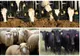 Peste 200 de exploatații de animale din județ verificate de DSVSA Covasna