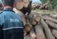 Mobilizare generală a oamenilor legii din Covasna pentru combaterea delictelor silvice