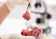 După ce a declarat război făinii din greieri, Italia interzice și carnea produsă în laborator