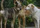 Proprietarii de câini din județul Covasna vor fi vizitați de medicii veterinari și polițiștii de la Protecția Animalelor