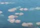 Pericol uriaș pe litoral chiar înainte de începerea sezonului estival: zonele de coastă au fost invadate