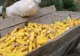 UE ŞI-A REDUS ESTIMĂRILE PRIVIND PRODUCŢIA DE PORUMB DIN ROMÂNIA PÂNĂ LA 3,83 TONE/HECTAR