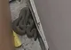 CHINA: UN BĂRBAT A FOST PRINS CU 100 DE ȘERPI ÎN PANTALONI
