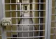 Evadare spectaculoasă din Penitenciarul Rahova. Un condamnat pentru omor a reușit să fugă