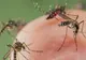 CREȘTERE A CAZURILOR DE INFECȚIE CU VIRUSUL WEST NILE ÎN ROMÂNIA 