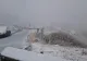 UTILAJELE DE DESZĂPEZIRE AU INTERVENIT PE TRANSFĂGĂRĂȘAN