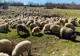 MEDICAMENTELE PENTRU ANIMALE VOR FI DISPONIBILE DOAR CU REȚETĂ. DECIZIA, CONTESTATĂ DE FERMIERI