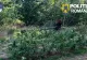  Cultură de canabis descoperită într-o pădure din Dalnic; un bărbat, arestat preventiv