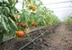 Fermierii covăsneni, așteptați să se înscrie la programul de sprijin pentru tomate
