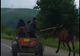 Cal bătut cu furca pe un drum din județul Covasna