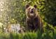 Avertizare Ro-Alert: bărbat atacat de urs în judeţul Covasna