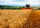 Cereale mai puține din cauza secetei. Producția de rapiță, redusă la jumătate