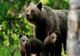 Peste 1.000 de atacuri ale urşilor în judeţul Covasna în ultimii 5 ani! Pagubele se ridică la zeci de milioane de lei