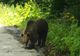 VIDEO Urs hrănit de turiști, la Bixad